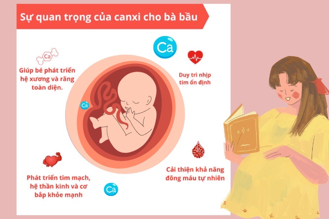 Tầm quan trọng của canxi với sự phát triển của thai nhi