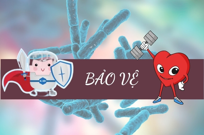 Probiotic bảo vệ tim mạch khoẻ mạnh