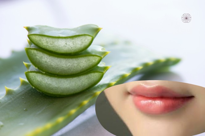 Công dụng của nha đam trong làm đẹp: Dưỡng ẩm đôi môi