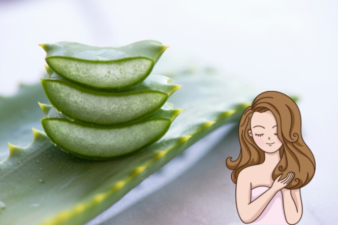 Công dụng của nha đam trong làm đẹp: Giúp tóc bóng mượt