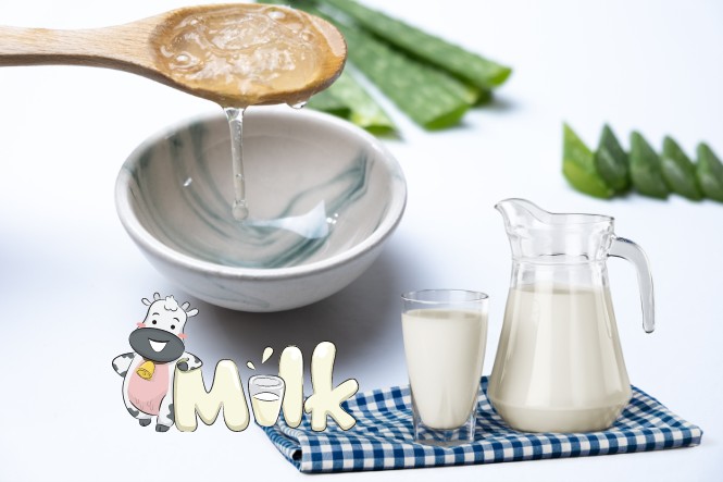 Cách làm nha đam đắp mặt trắng da đơn giản kết hợp với sữa