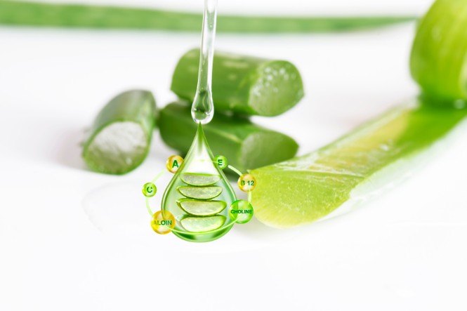 Cây nha đam có tác dụng gì: Giúp tăng cường hệ miễn dịch