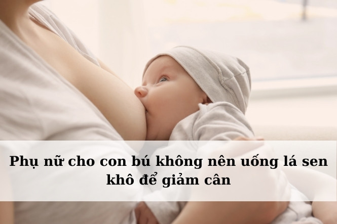 Mẹ đang cho con bú không nên uống lá sen khô để giảm cân