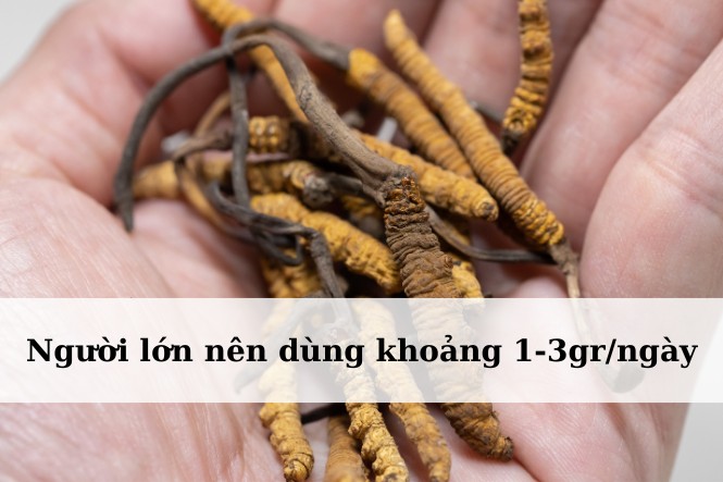 Lượng đông trùng hạ thảo người lớn nên dùng