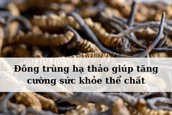 Tác dụng của đông trùng hạ thảo khô: Bồi bổ cơ thể