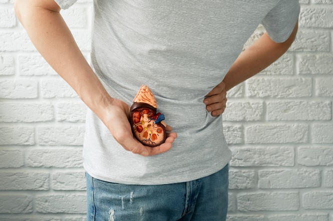 Uống nhiều bò húc sẽ không tốt cho thận