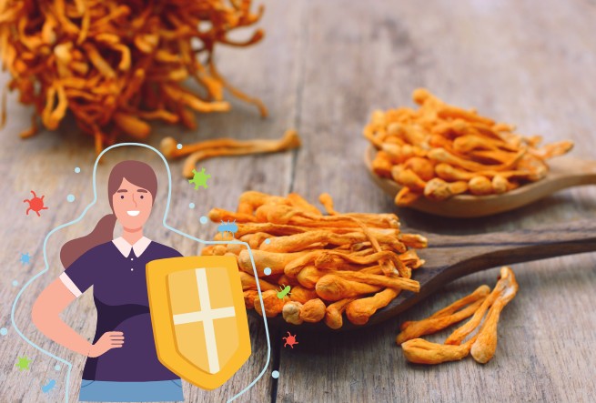 Đông trùng hạ thảo giúp tăng cường sức đề kháng