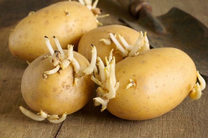 Những thực phẩm không nên bảo quản trong tủ lạnh: Khoai tây