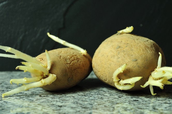 Ăn đồ sống có tốt không: Không nên ăn khoai tây sống