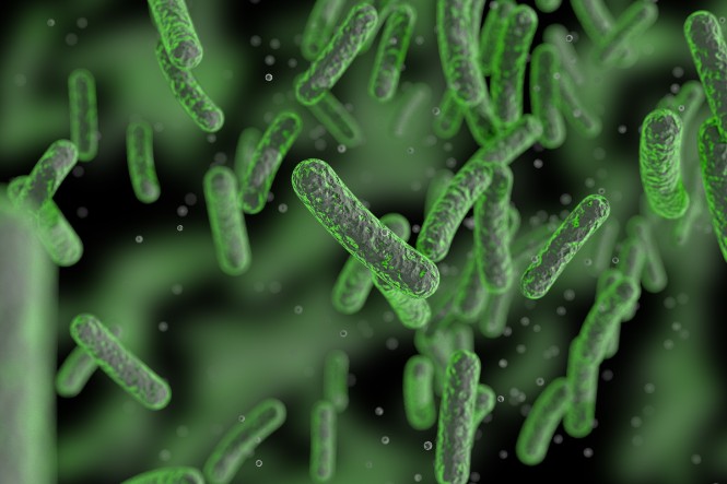 Ăn thịt lợn tái sống có nguy cơ bị nhiễm salmonella