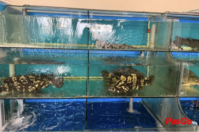 Ớt Xanh - Hồ Đắc Di-8