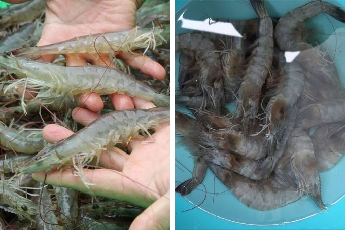 cách làm tôm sốt me - 4