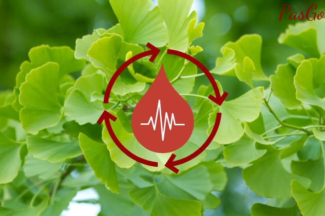 Uống Ginkgo biloba có tác dụng gì: Giúp máu lưu thông dễ dàng hơn