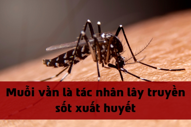 Bệnh sốt xuất huyết lây truyền qua muỗi Aedes