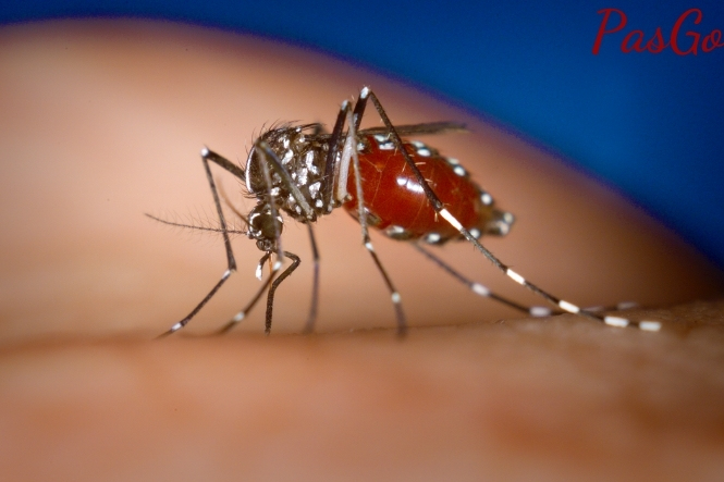 Bệnh sốt xuất huyết lây truyền qua muỗi Aedes có sọc đen trắng