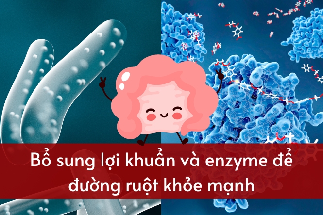 Bổ sung thêm lợi khuẩn và enzyme tiêu hóa để đường ruột hoạt động tốt hơn