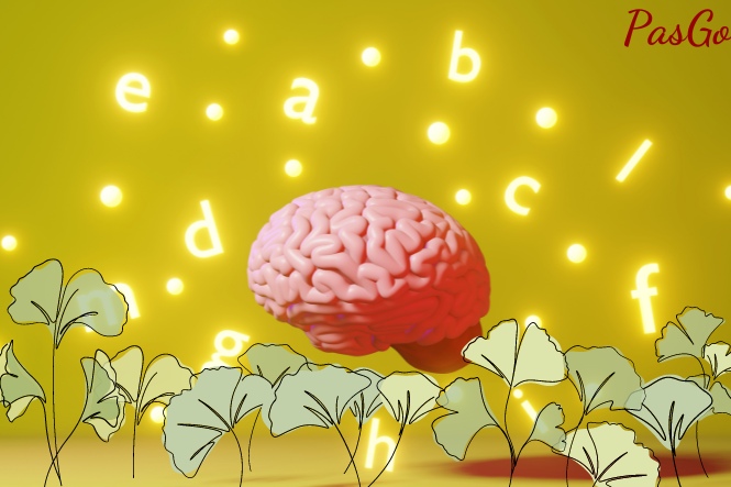 Ginkgo biloba giúp cải thiện trí nhớ và khả năng nhận thức