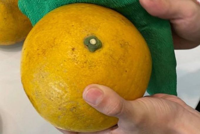 Bảo quản bưởi diễn tươi lâu, ngon ngọt, mọng nước