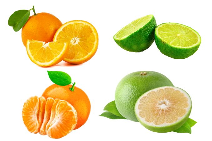 Cam, quýt, chanh, bưởi rất giàu vitamin