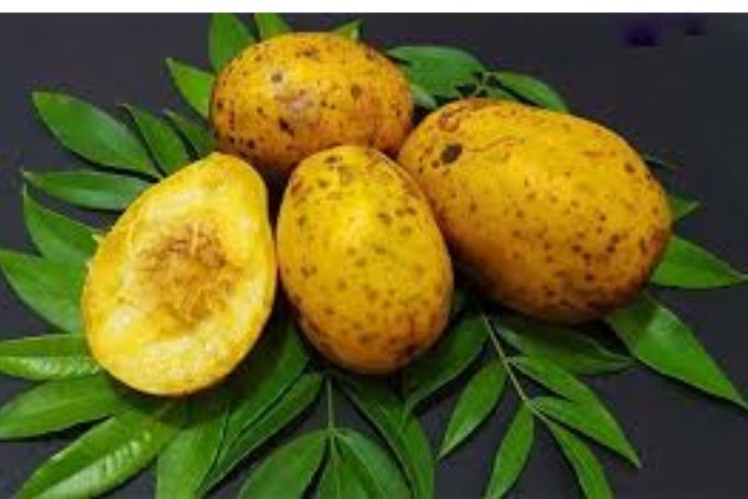 Cóc chín có vị chua ngọt rất dễ ăn