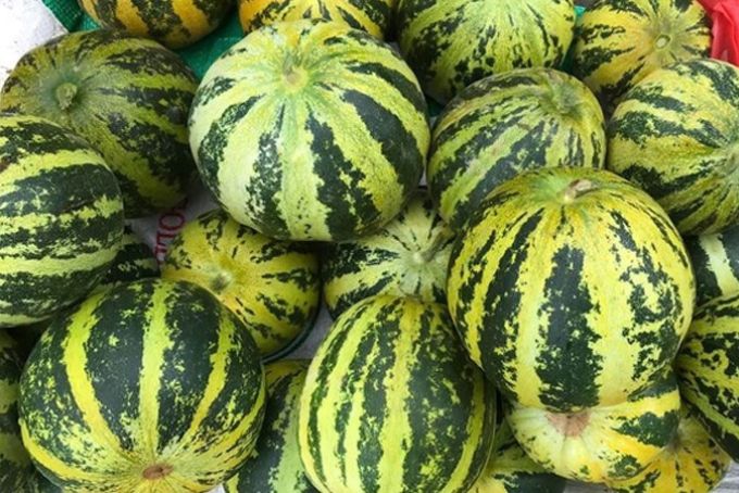Dưa bở tháng 6 thơm ngon đến lạ kỳ
