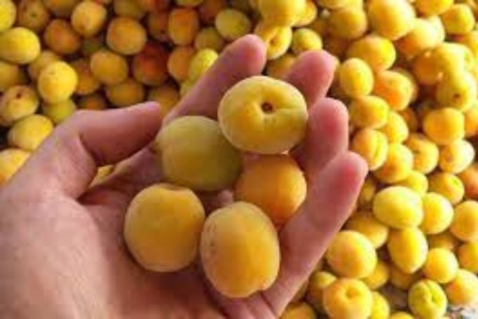 Mơ Hương Sơn - đặc sản hà thành