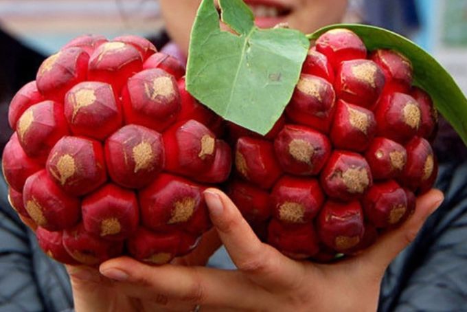 Công dụng của quả na rừng đối với sức khỏe