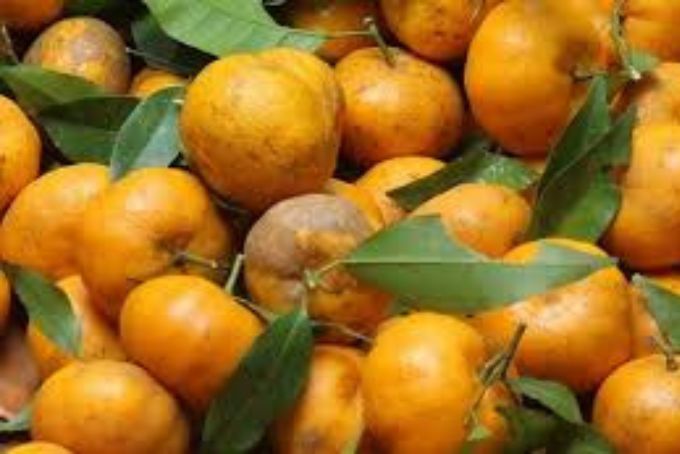 Quýt vàng Bắc Sơn là một loại quả đặc sản của tháng 11