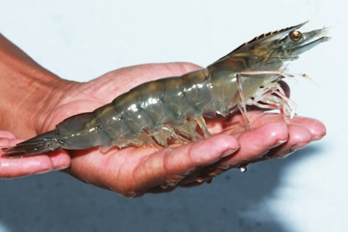 Các mẹo chế biến tôm