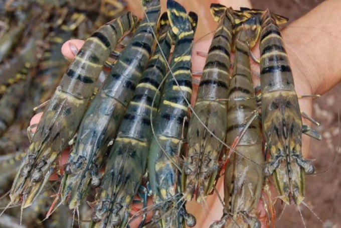 Các mẹo chế biến tôm