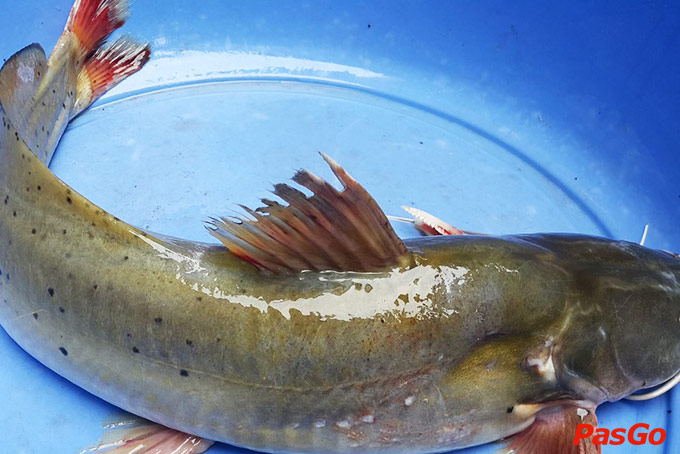 Mạnh Cá Lăng - Phạm Hùng-13