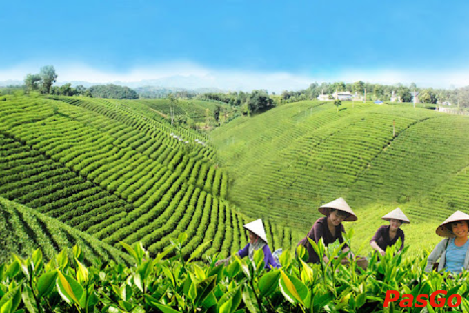 Đồi chè Thái Nguyên xanh ngút ngàn trải dài theo triền núi, biểu tượng cho vùng đất trung du trù phú và văn hóa trà đặc sắc.