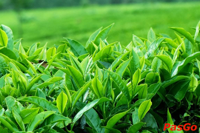 Lá chè non xanh mướt, căng tràn sức sống dưới nắng sớm – nguyên liệu tinh túy tạo nên đặc sản chè Tân Cương trứ danh của Thái Nguyên.