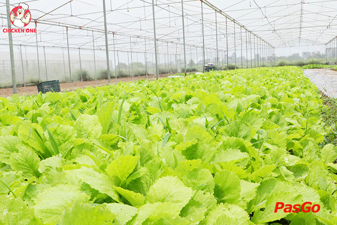 Chicken One - Cơm Gà Đệ Nhất-1