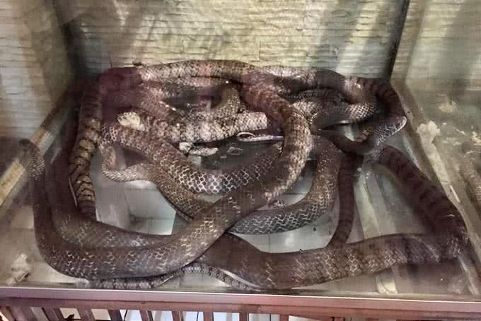 Nhà hàng rắn lệ mật Nguyễn Văn Dực Vincom Long Biên món ăn 1