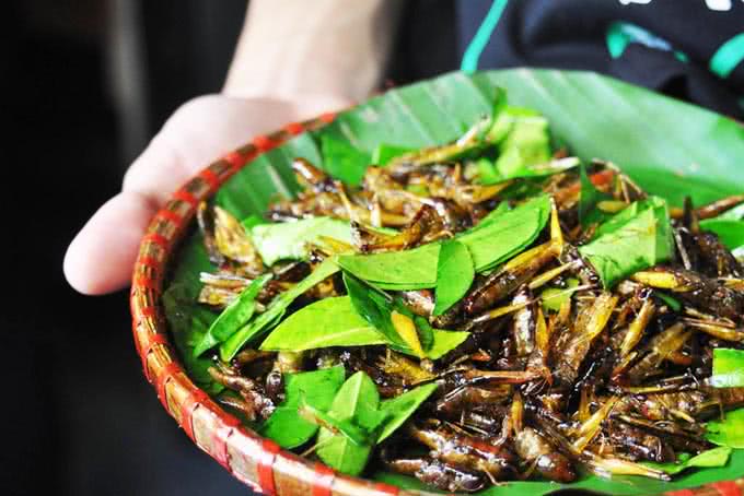 quán kiến 143 nghi tàm 23