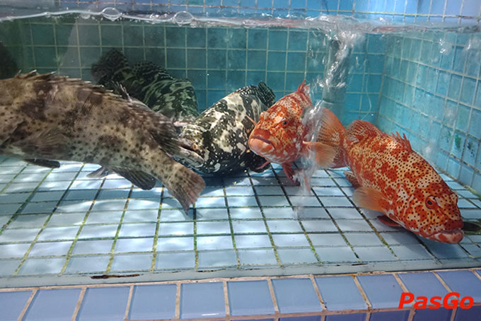 Phúc Thành - Lạc Long Quân-16